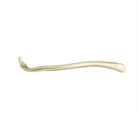 Replica American Badger Baculum