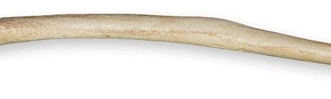 Replica Polar Bear Baculum