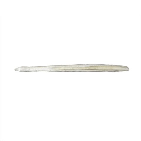 Replica Domestic Dog Baculum