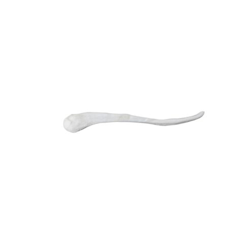 Replica Black-Footed Ferret Baculum