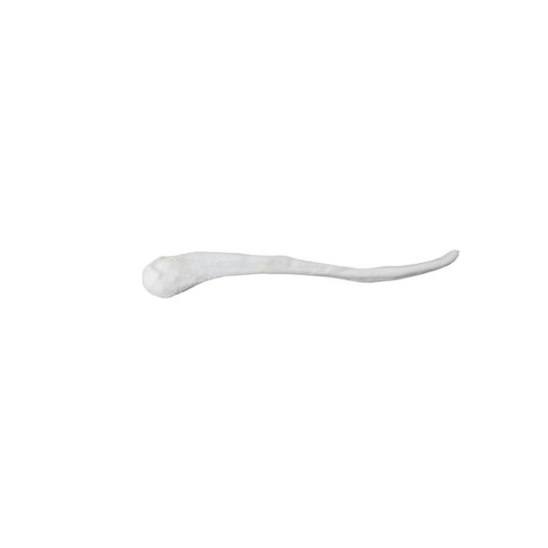 Replica Black-Footed Ferret Baculum