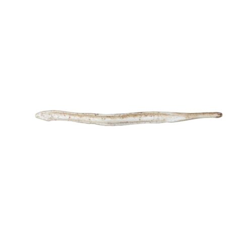 Replica Gray Fox Baculum