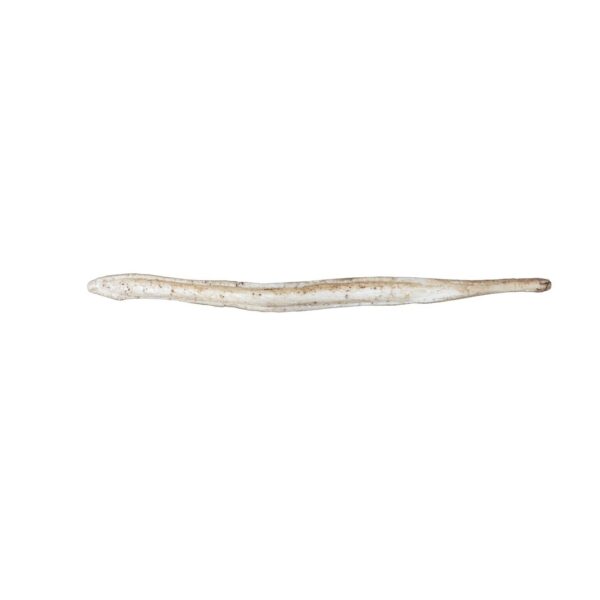 Replica Gray Fox Baculum