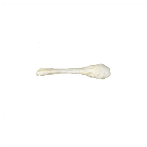 Replica Guinea Pig Baculum