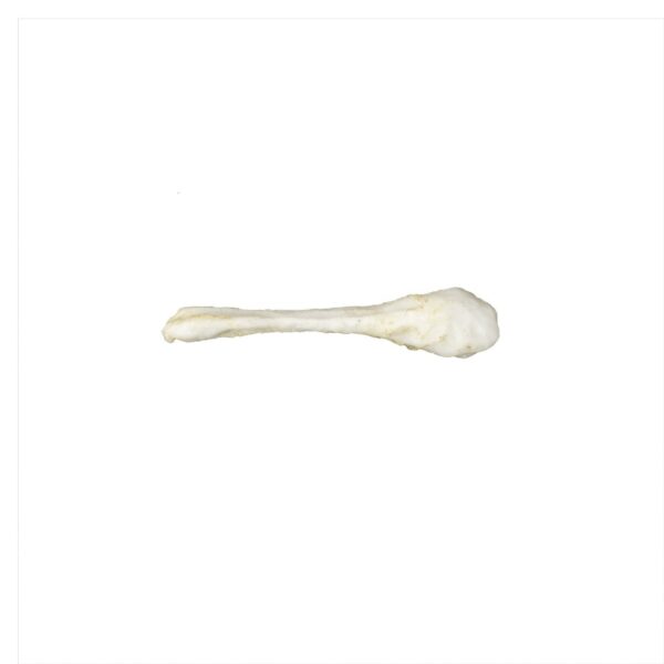Replica Guinea Pig Baculum