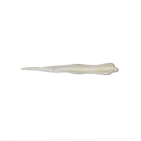 Replica Maned Wolf Baculum