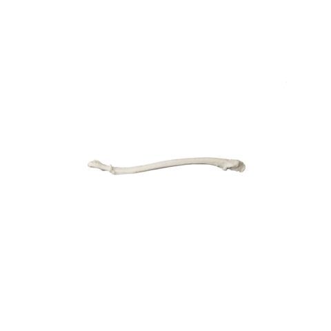 Replica American Marten Baculum