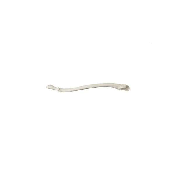 Replica American Marten Baculum