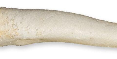 Replica Bearded Seal Baculum