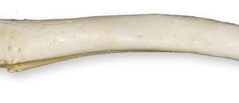 Replica Gray Seal Baculum