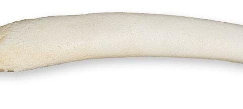 Replica Hooded Seal Baculum