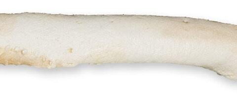 Replica Hawaiian Monk Seal Baculum