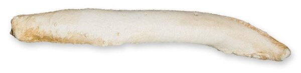 Replica Hawaiian Monk Seal Baculum