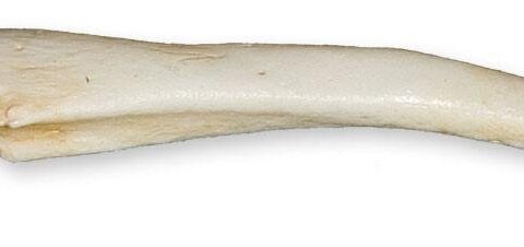 Replica Ribbon Seal Baculum