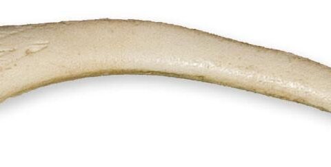 Replica Ringed Seal Baculum
