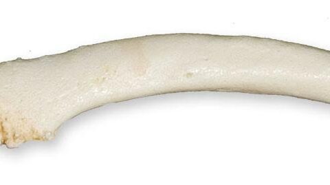 Replica Spotted Seal Baculum