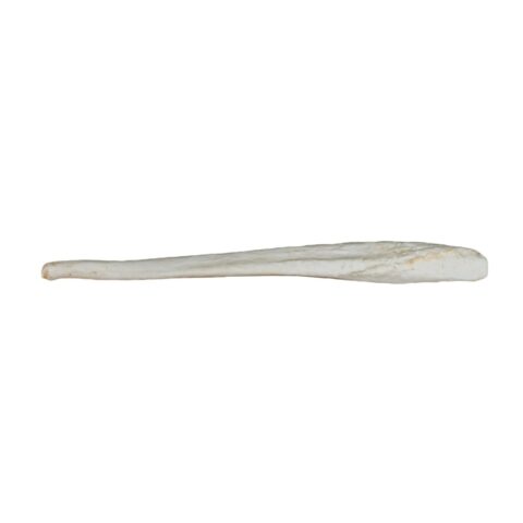 Replica Grizzly Bear Kodiak Baculum