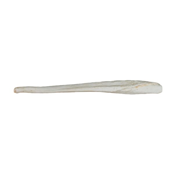 Replica Grizzly Bear Kodiak Baculum