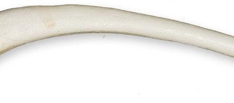 Replica California Sea Lion Baculum