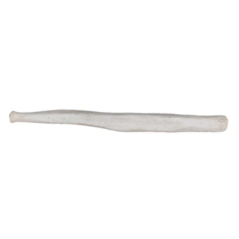 Replica Northern Elephant Seal Baculum