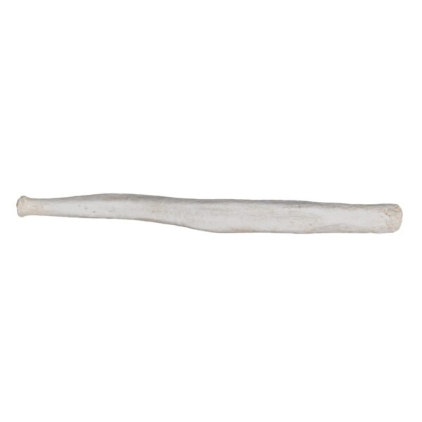 Replica Northern Elephant Seal Baculum