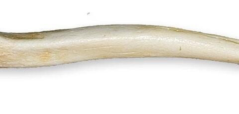 Replica Sea Otter Baculum