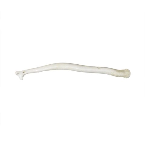 Replica Wolverine Baculum
