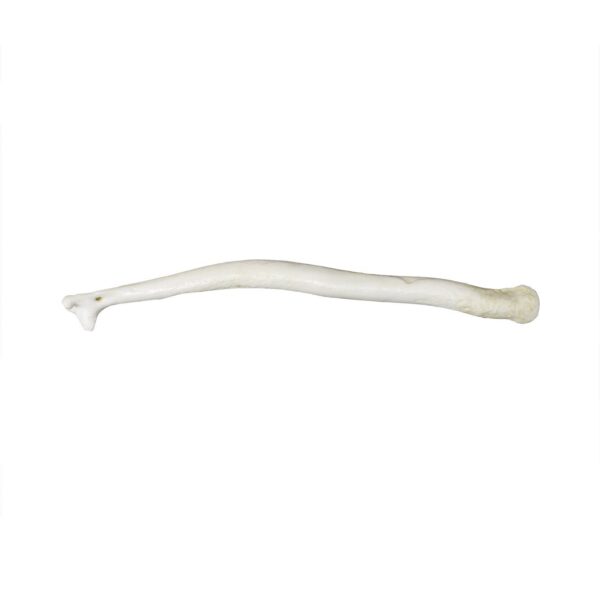 Replica Wolverine Baculum