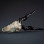 SKULLIES – Miniature Eland Skull