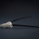 SKULLIES – Miniature Gemsbok Skull