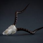 SKULLIES – Miniature Impala Skull