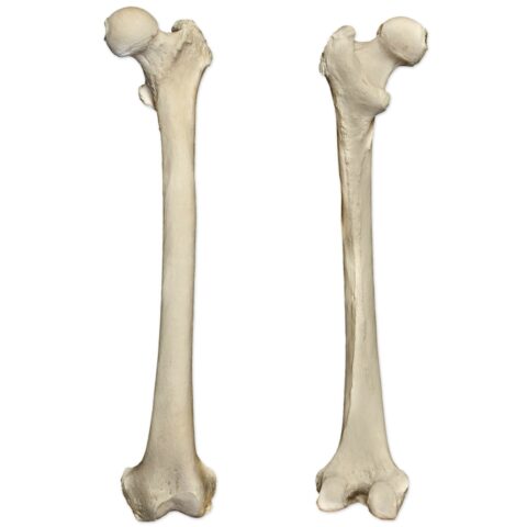 Real Human Femur - Single