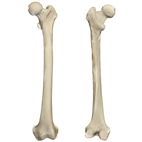 Real Human Femur – Single