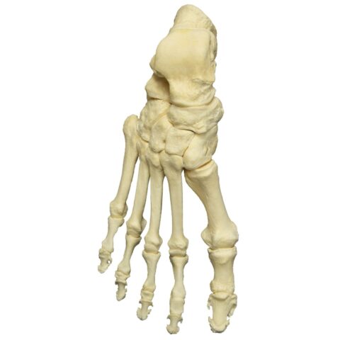 Real Research Quality Human Foot