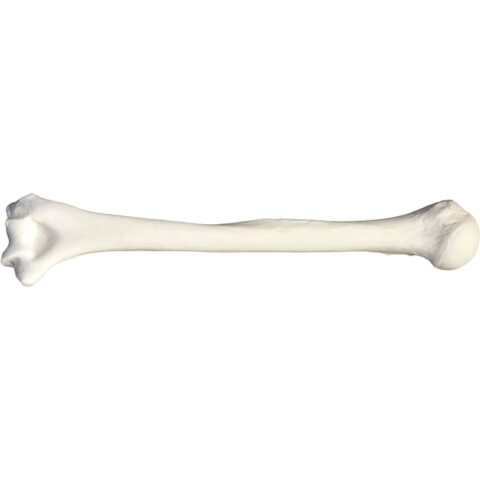 Replica Human Humerus