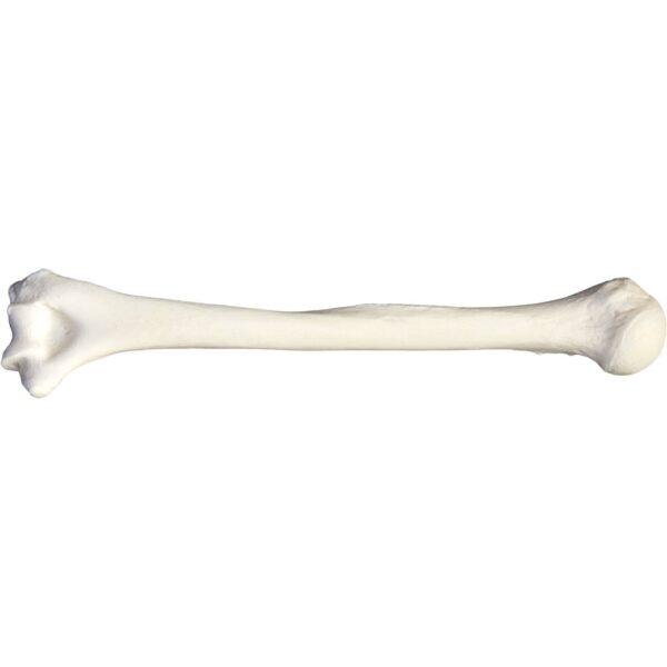 Replica Human Humerus