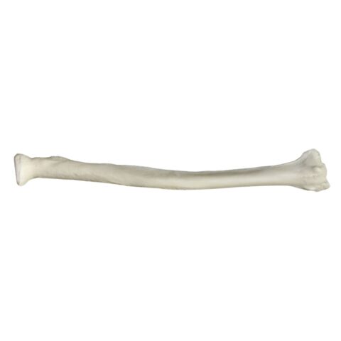 Replica Human Radius