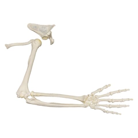 Real Research Quality Human Arm - Disarticulated