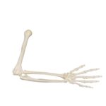 Real Research Quality Human Arm – Disarticulated