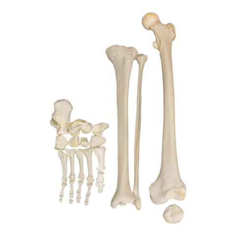 Real Research Quality Human Leg - Disarticulated