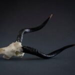 SKULLIES – Miniature Nyala Skull