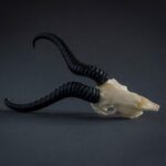 SKULLIES – Miniature Springbok Skull