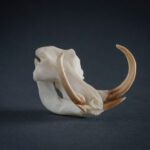SKULLIES – Miniature Warthog Skull