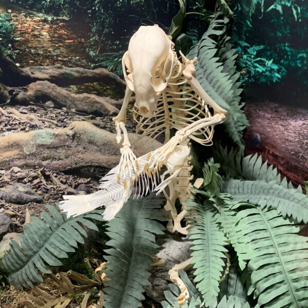Real Raccoon and Fish Skeletons – Articulated