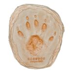 Replica Raccoon Footprints
