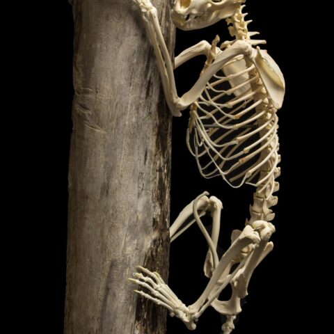 Real Raccoon Skeleton - Articulated