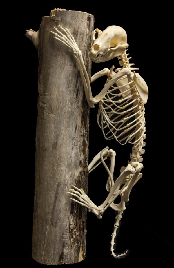 Real Raccoon Skeleton – Articulated