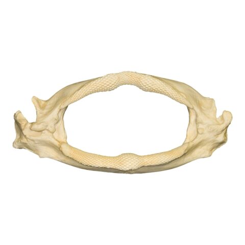Replica Shark Ray Jaw - 652.0103 g