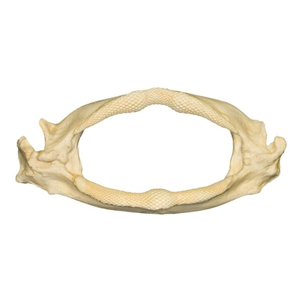 Replica Shark Ray Jaw – 652.0103 g