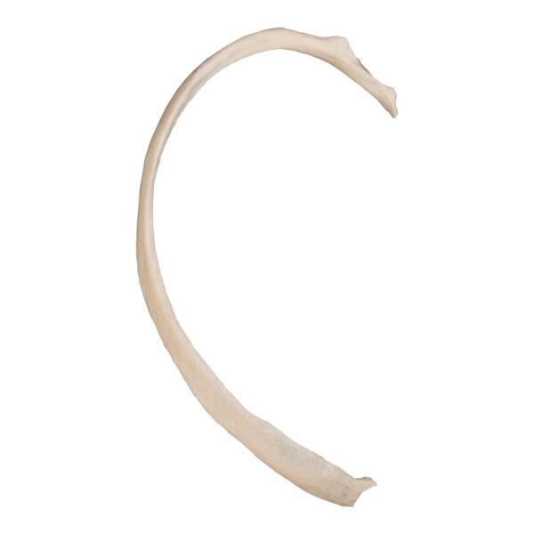 Real Human Rib